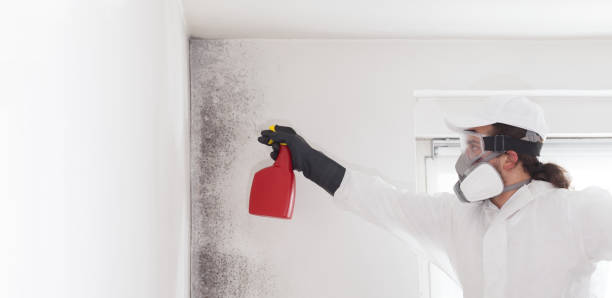 Best Commercial Mold Removal  in Elm City, NC